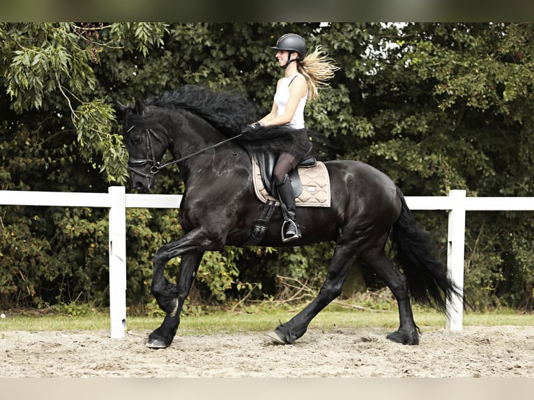 Friesian horses Gelding 7 years 16,2 hh Black in Britswert