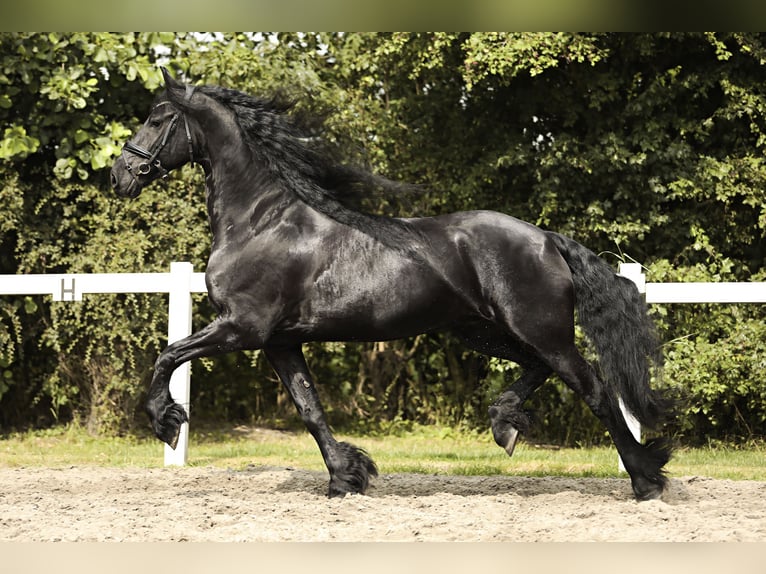 Friesian horses Gelding 7 years 16,2 hh Black in Britswert