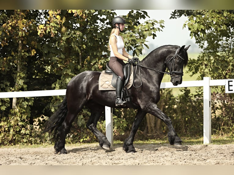 Friesian horses Gelding 7 years 16,2 hh Black in Britswert