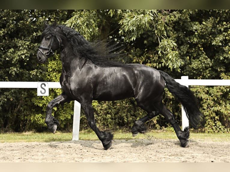 Friesian horses Gelding 7 years 16,2 hh Black in Britswert