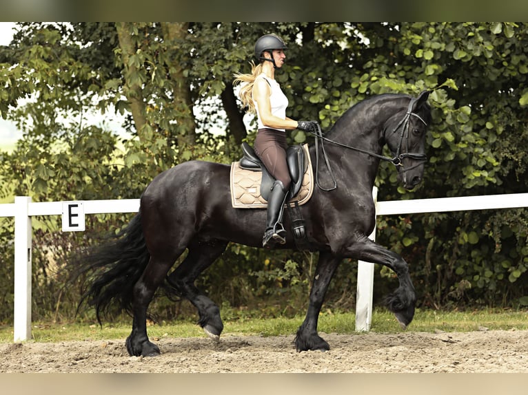 Friesian horses Gelding 7 years 16,2 hh Black in Britswert