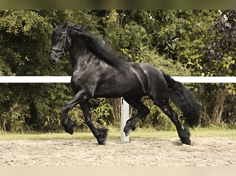 Friesian horses Gelding 7 years 16,2 hh Black in Britswert