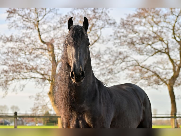 Friesian horses Gelding 7 years 16.2 hh Black in Rottum