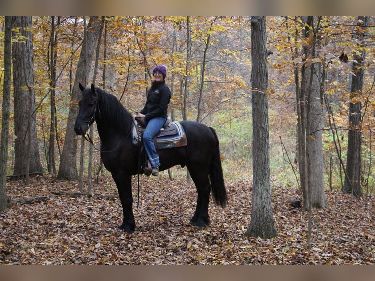 Friesian horses Gelding 7 years 16,2 hh Black in Howell, MI