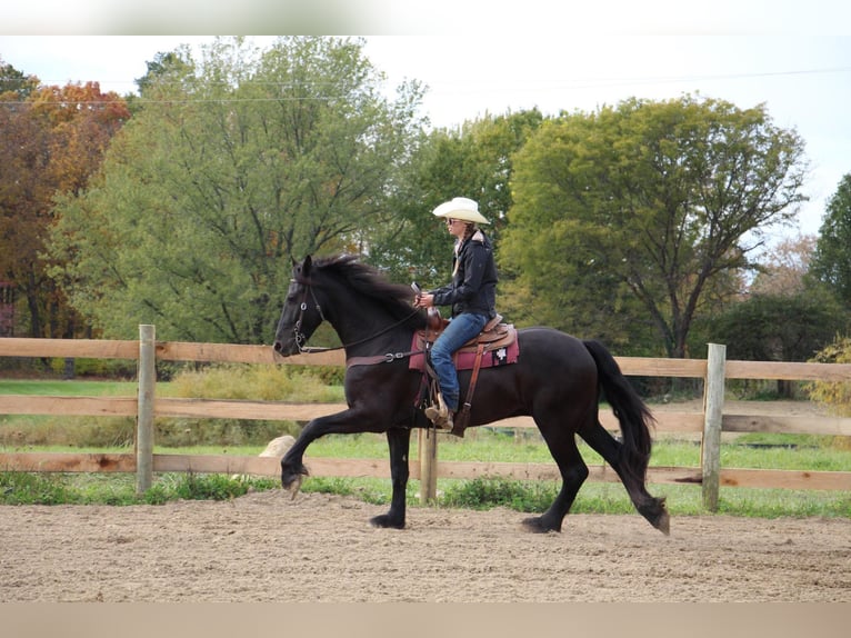 Friesian horses Gelding 7 years 16,2 hh Black in Howell, MI