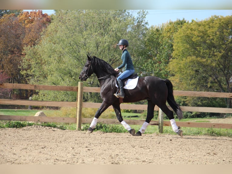 Friesian horses Gelding 7 years 16,2 hh Black in Howell, MI