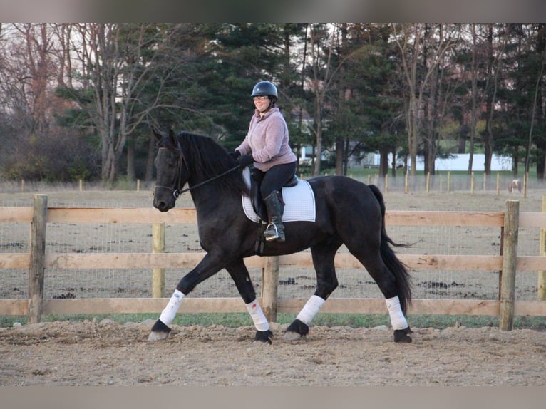 Friesian horses Gelding 7 years 16,2 hh Black in Howell, MI