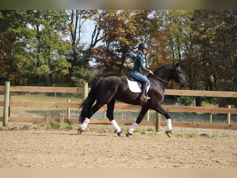 Friesian horses Gelding 7 years 16,2 hh Black in Howell, MI