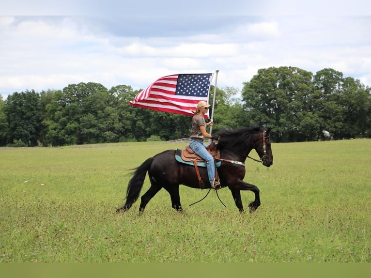 Friesian horses Gelding 7 years 16,2 hh Black in Howell, MI