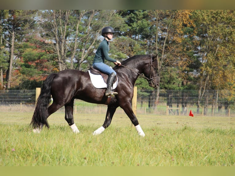 Friesian horses Gelding 7 years 16,2 hh Black in Howell, MI