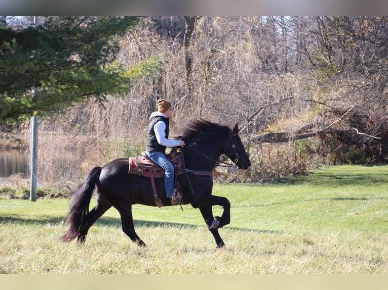 Friesian horses Gelding 7 years 16,2 hh Black in Howell, MI