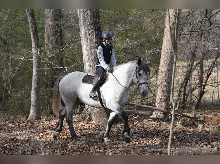 Friesian horses Mix Gelding 7 years 16.2 hh Grey in Clover