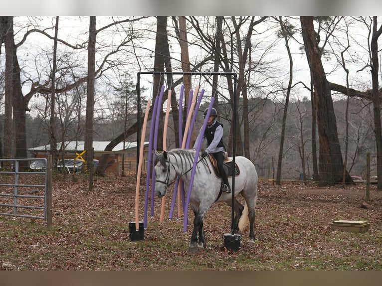 Friesian horses Mix Gelding 7 years 16.2 hh Grey in Clover