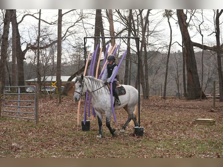 Friesian horses Mix Gelding 7 years 16.2 hh Grey in Clover