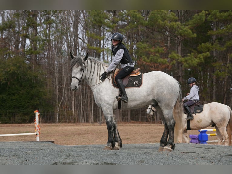 Friesian horses Mix Gelding 7 years 16.2 hh Grey in Clover