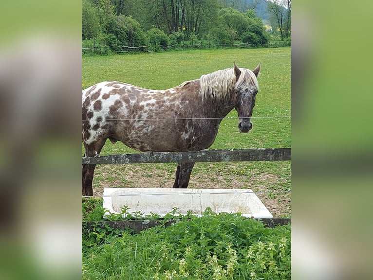 Friesian horses Mix Gelding 7 years 16,2 hh Overo-all-colors in Hohenburg