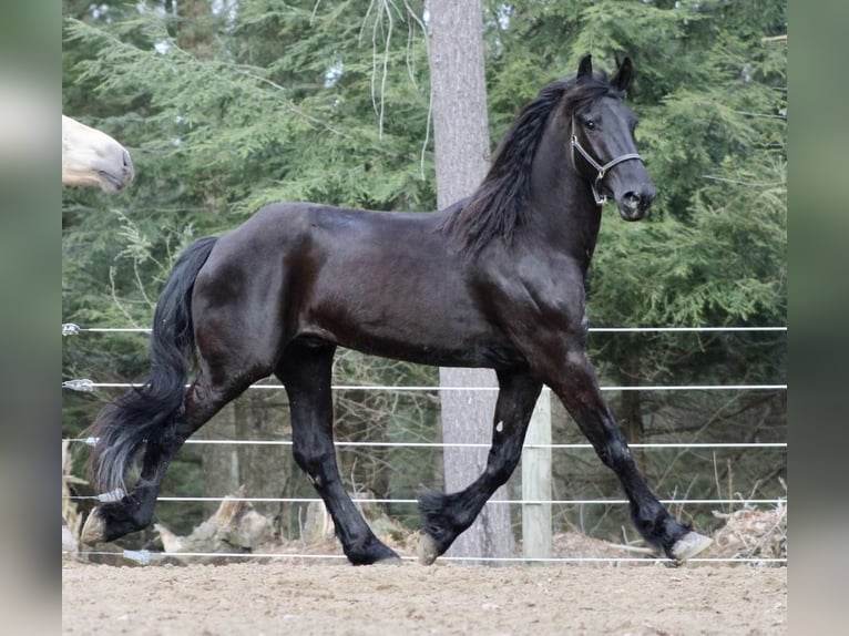 Friesian horses Gelding 7 years 16,3 hh Black in Shippenville, PA
