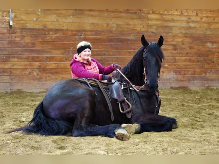 Friesian horses Gelding 7 years 16,3 hh Black in Shippenville, PA