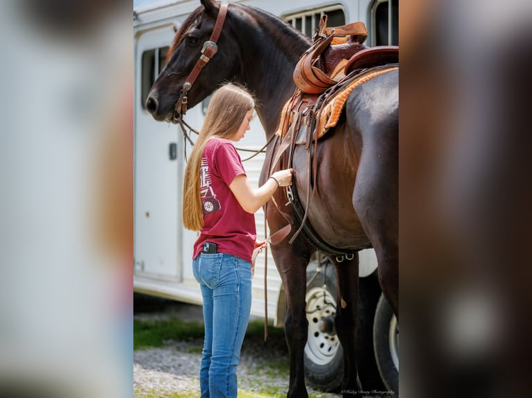 Friesian horses Mix Gelding 7 years 16,3 hh Black in Auburn