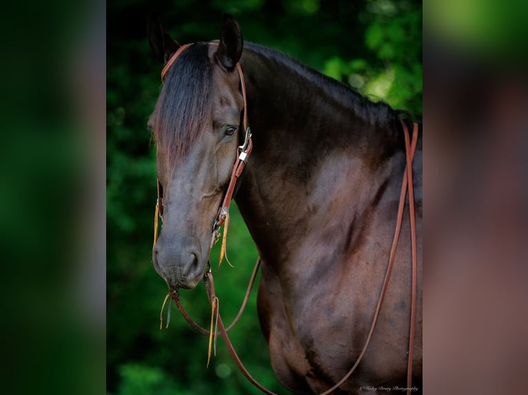 Friesian horses Mix Gelding 7 years 16,3 hh Black in Auburn