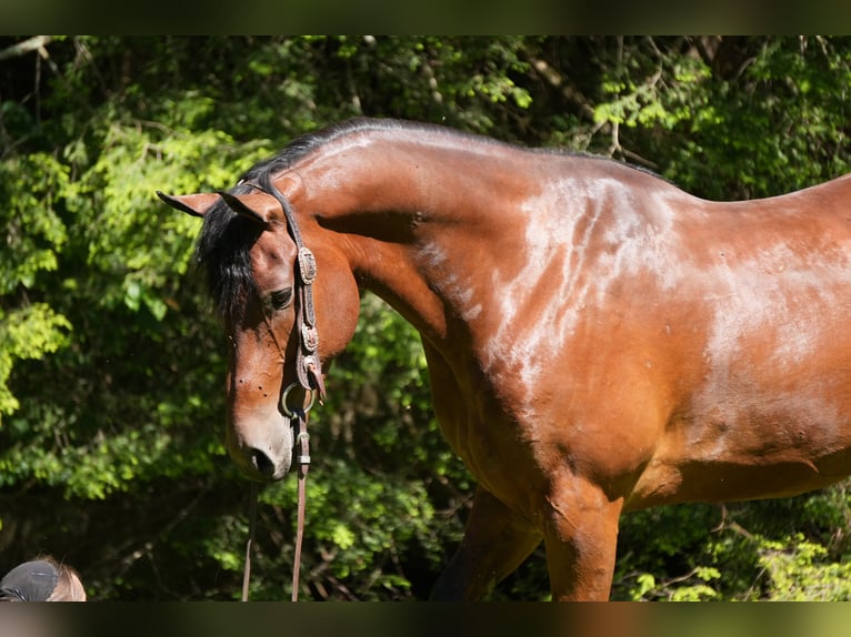 Friesian horses Mix Gelding 7 years 16 hh Bay in Fresno