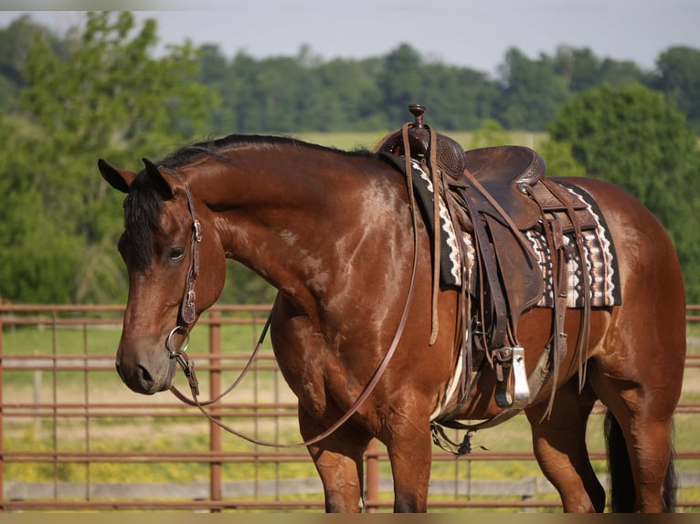 Friesian horses Mix Gelding 7 years 16 hh Bay in Fresno