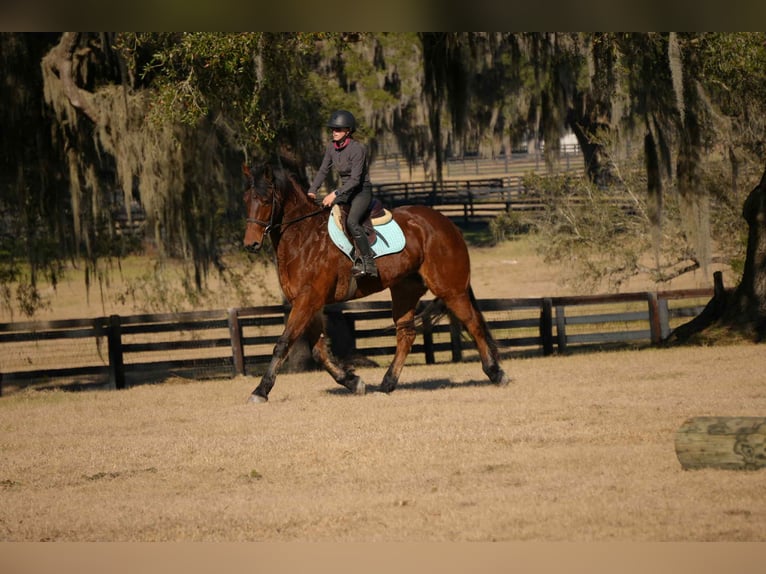 Friesian horses Mix Gelding 7 years 16 hh Bay in Fresno