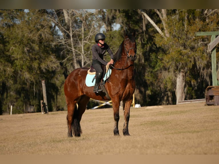 Friesian horses Mix Gelding 7 years 16 hh Bay in Fresno