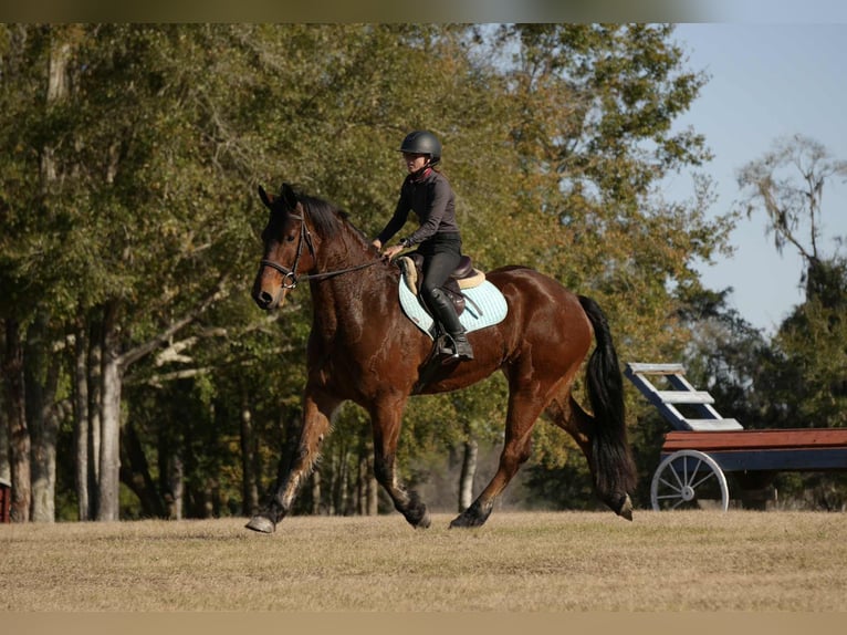 Friesian horses Mix Gelding 7 years 16 hh Bay in Fresno