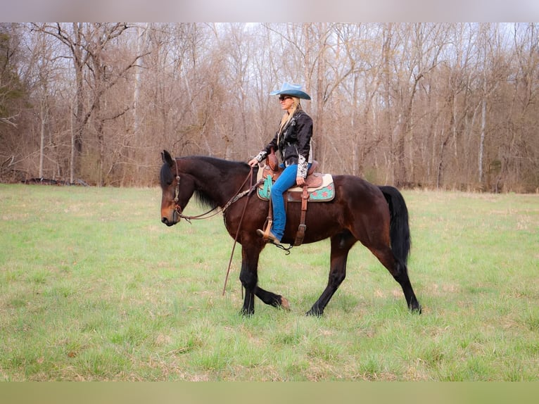 Friesian horses Gelding 7 years 16 hh Bay in Hillsboro KY