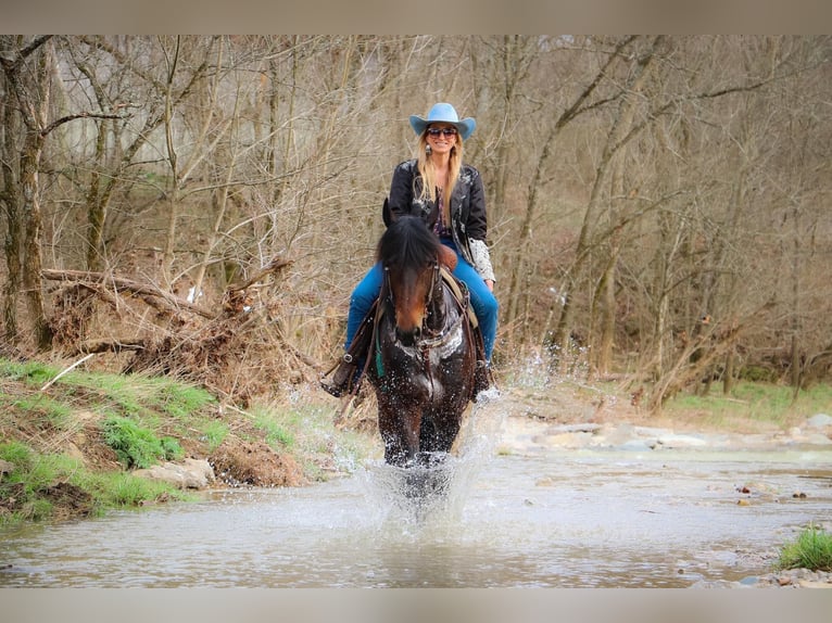 Friesian horses Gelding 7 years 16 hh Bay in Hillsboro KY