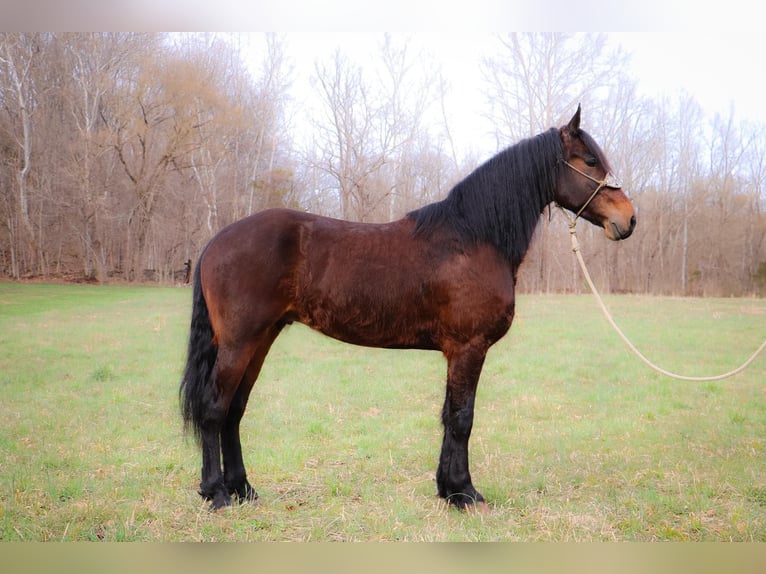 Friesian horses Gelding 7 years 16 hh Bay in Hillsboro KY