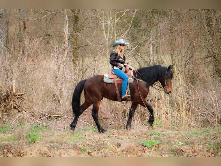 Friesian horses Gelding 7 years 16 hh Bay in Hillsboro KY