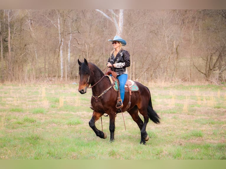 Friesian horses Gelding 7 years 16 hh Bay in Hillsboro KY