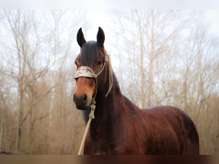 Friesian horses Gelding 7 years 16 hh Bay in Hillsboro KY