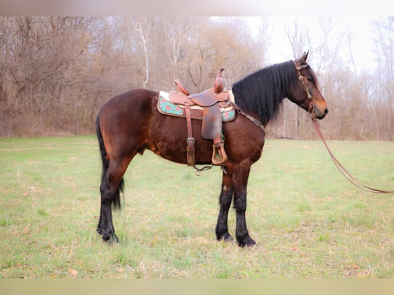 Friesian horses Gelding 7 years 16 hh Bay in Hillsboro KY