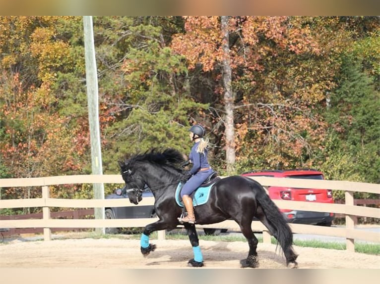 Friesian horses Gelding 7 years 16 hh Black in Alkmaar