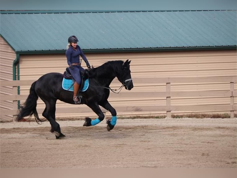 Friesian horses Gelding 7 years 16 hh Black in Alkmaar