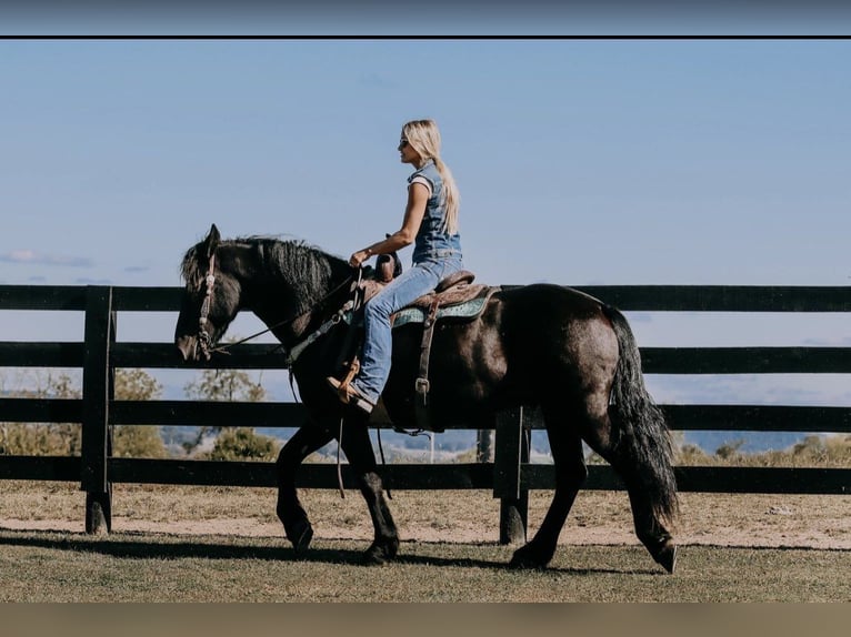 Friesian horses Gelding 7 years 16 hh Black in Alkmaar