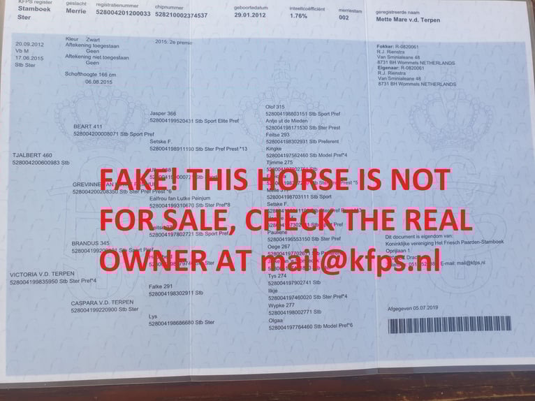 Friesian horses Gelding 7 years 16 hh Black in Alkmaar
