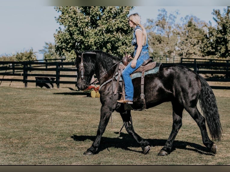 Friesian horses Gelding 7 years 16 hh Black in Alkmaar
