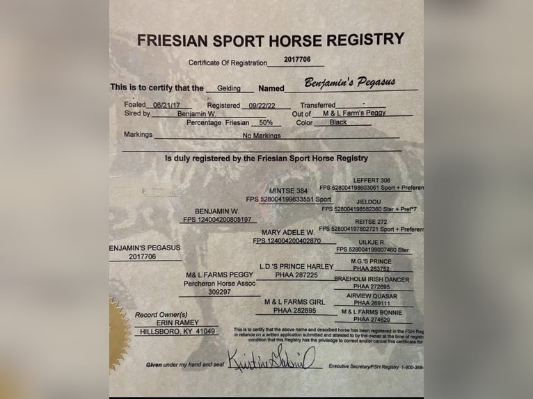 Friesian horses Gelding 7 years 16 hh Black in Alkmaar