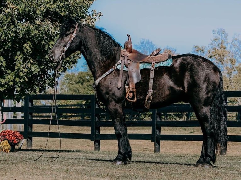 Friesian horses Gelding 7 years 16 hh Black in Alkmaar