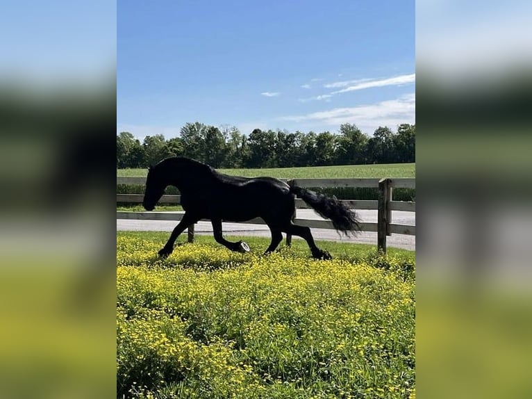 Friesian horses Gelding 7 years 16 hh Black in Alkmaar