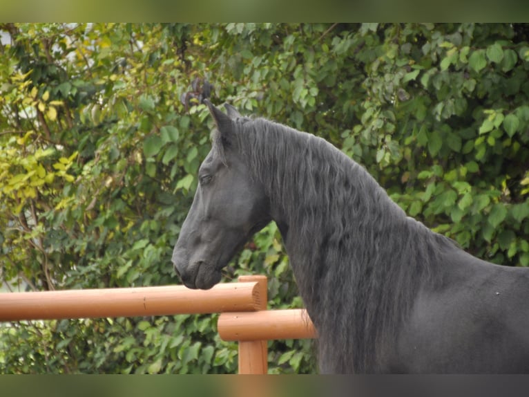 Friesian horses Gelding 7 years 16 hh Black in Ochtendung