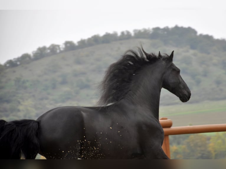 Friesian horses Gelding 7 years 16 hh Black in Ochtendung