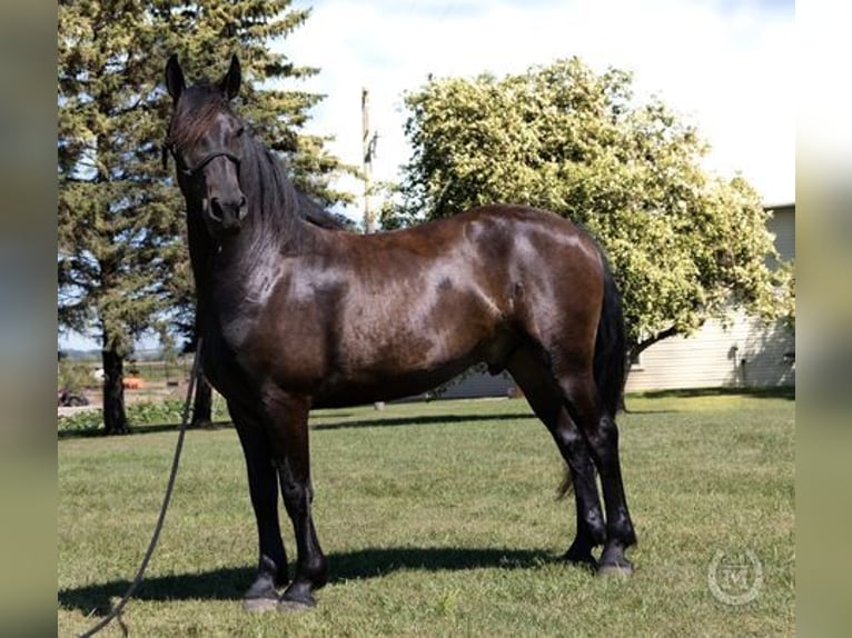 Friesian horses Gelding 7 years 16 hh Black in North Promenade DORSINGTON