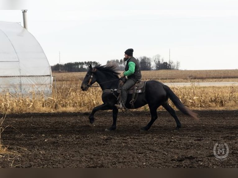 Friesian horses Gelding 7 years 16 hh Black in North Promenade DORSINGTON