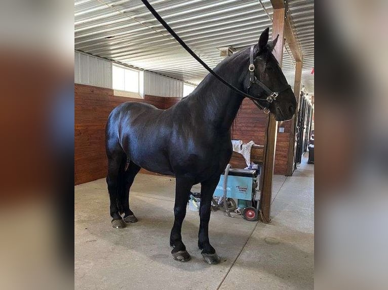 Friesian horses Gelding 7 years 16 hh Black in Eindhoven