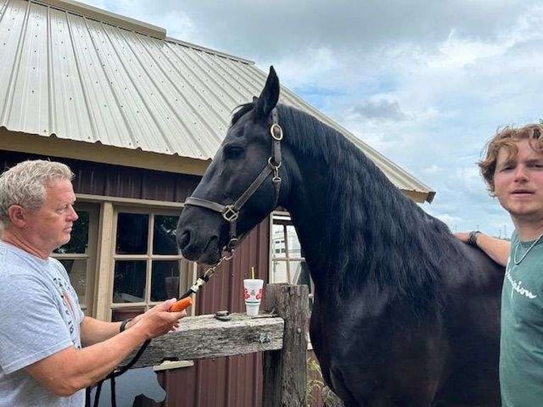 Friesian horses Gelding 7 years 16 hh Black in Eindhoven